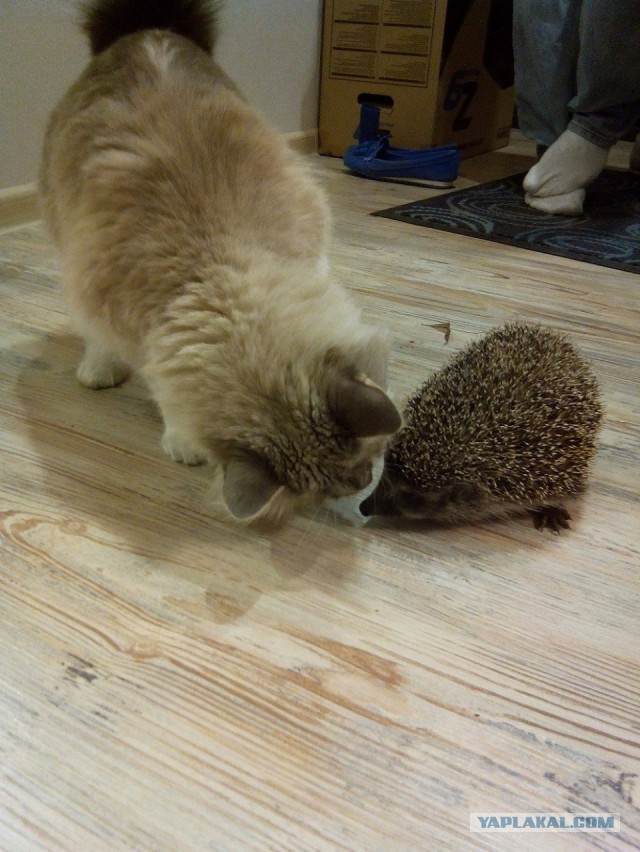 Чем ежики лучше кошек