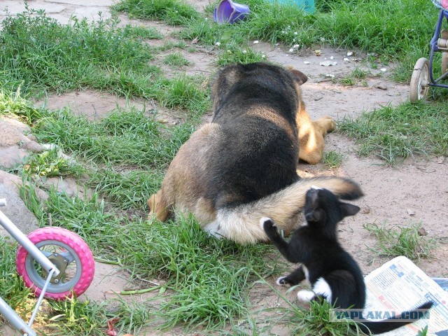 Котовторник 8.10.2013