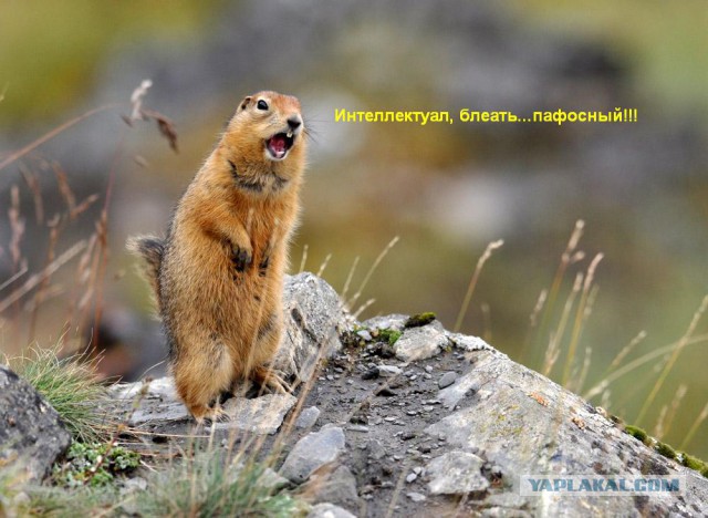 Умом нас женщин не понять.