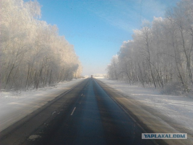 Где яблоки растут!