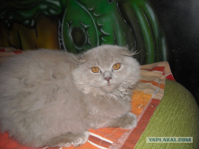 Котовторник 22.07.14