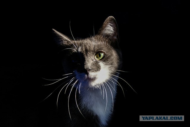 Кошка по имени Мышь