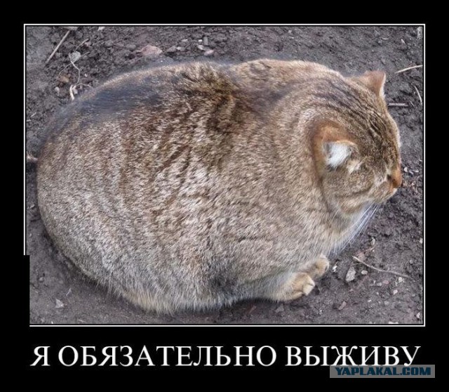Демотиваторы.