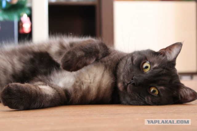 Котовторник 20.01.2015