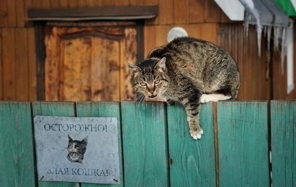 Злые киски