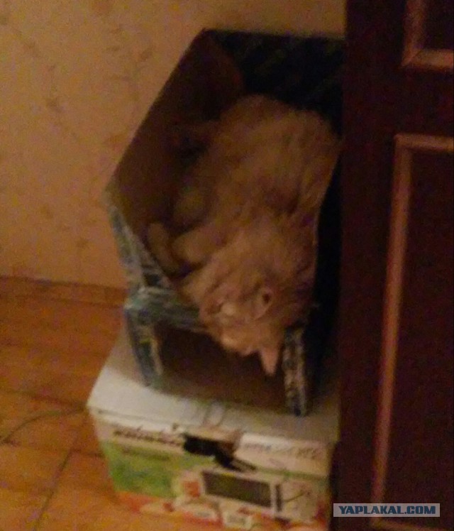 Почему кошки обожают коробки?