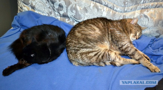 Котовторник 12.03.13
