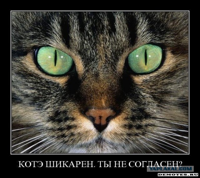 Котовторнику посвящается.