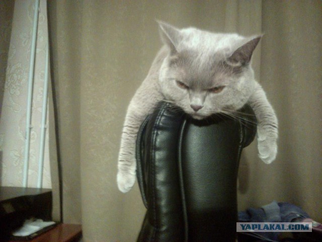 Котовторник 25.08.2015