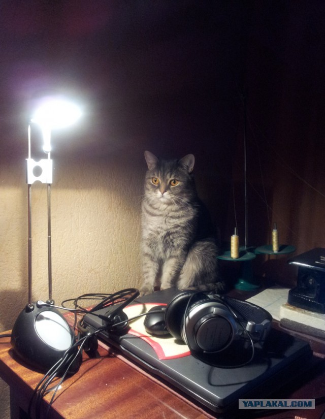 Котовторник 03.11.2015