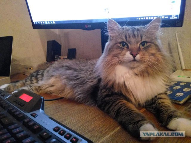 Котовторник 15.12.2015