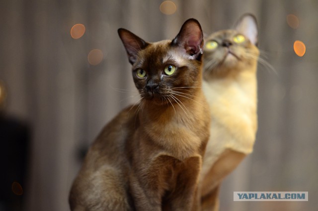Котооо-о-о-вторник