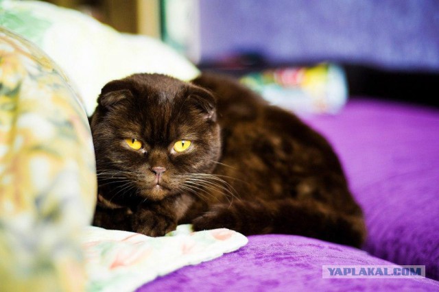 Пост невероятной кошачьей красоты. 25 фот.