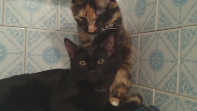 Новогодний котовторник,05.01.16.
