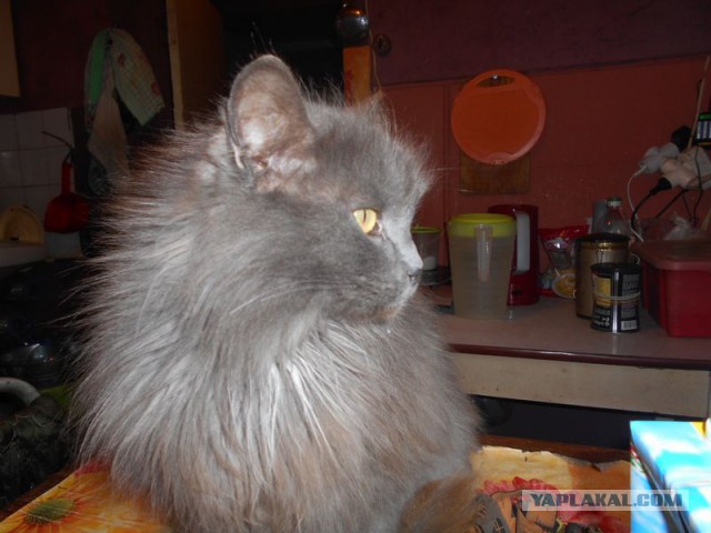 Жизнь домашнего приюта для котеек 101