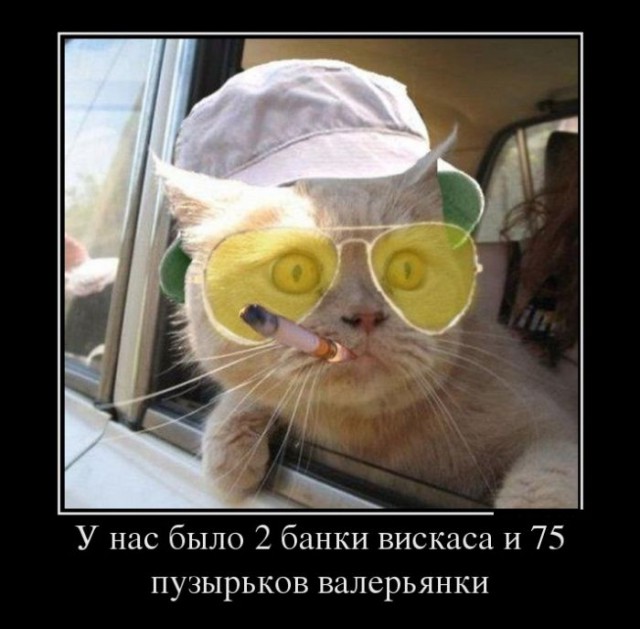 Демы к котовторнику!