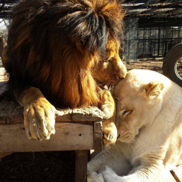 Этот лев был болен и близок к смерти, но потом он встретил ее