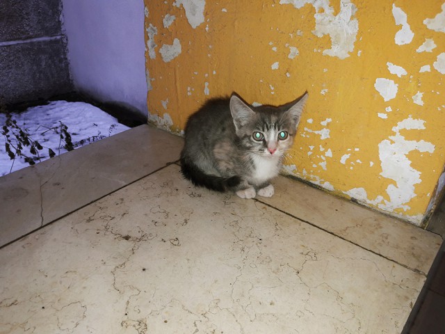 г. Выкса - Ничейный котейка.