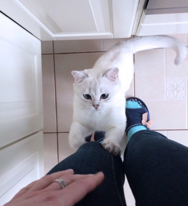 Коты из сети