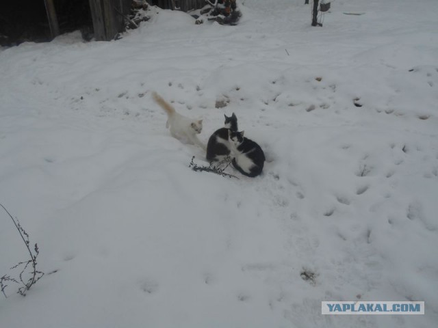 Жизнь домашнего приюта для котеек 151