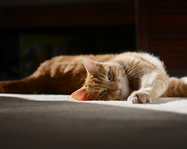 Коты и Кошки