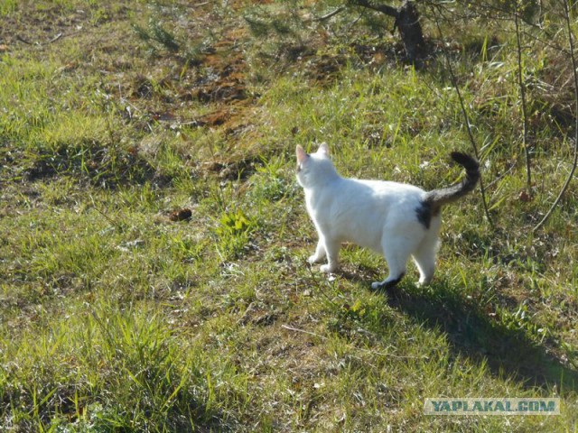 Жизнь домашнего приюта для котеек 164