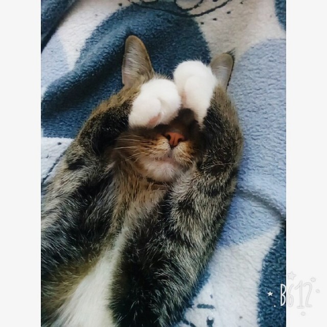 Коты и Кошки