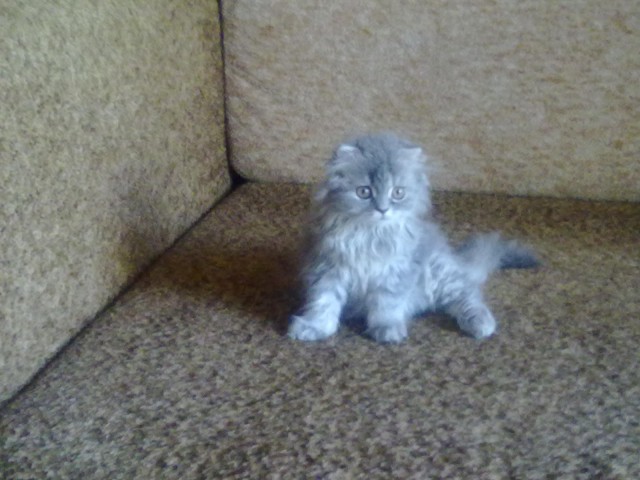 Коты и Кошки