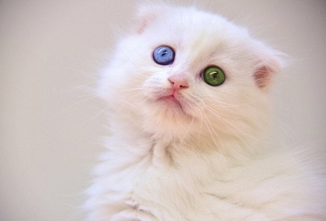 Коты и Кошки