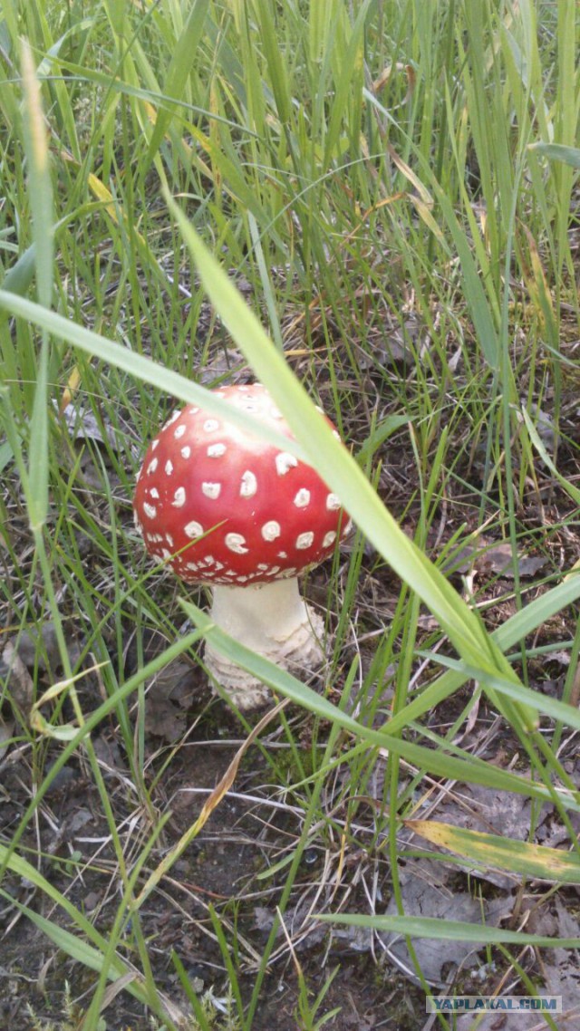 Беседка ФиС ЯПа