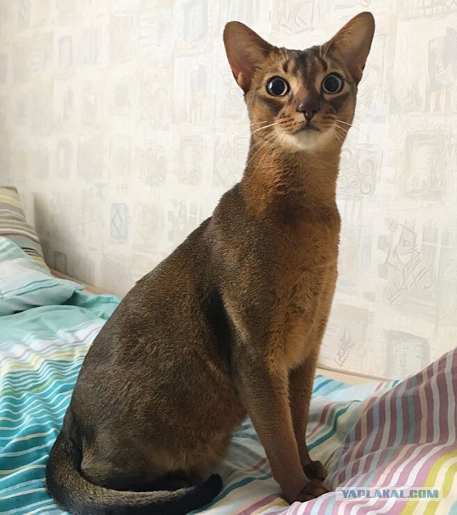 Котовторник  25.07.2017
