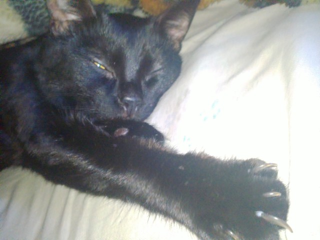 Коты и Кошки
