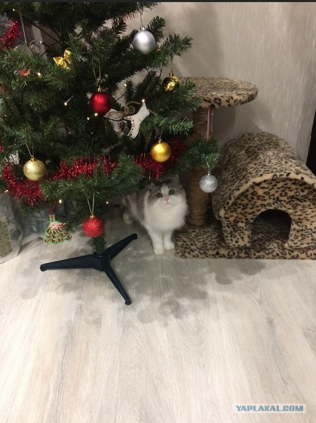 Котовторник  05.12.2017
