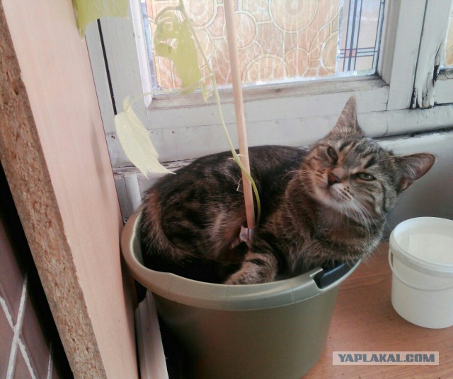 Как спят наши странные коты