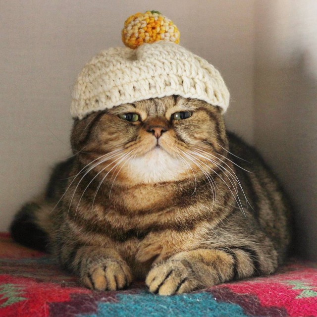 Котовторник!