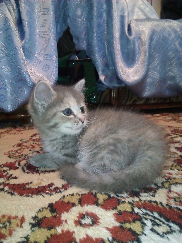 Прикольных котов пост