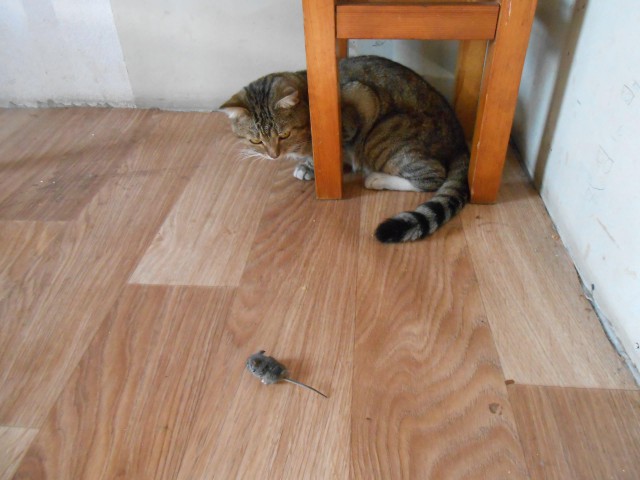 Прикольных котов пост