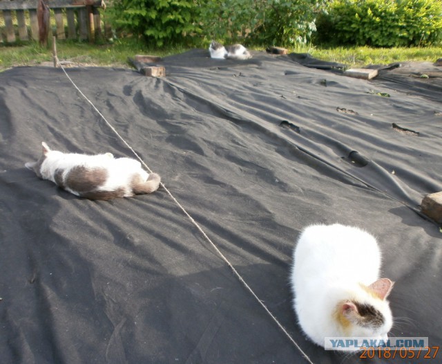 Котовторник 29.5.18
