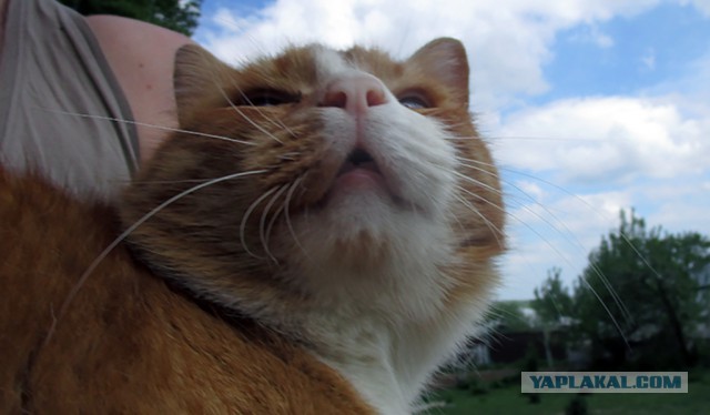 Котовторник 29.5.18