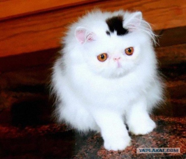 Немного милоты