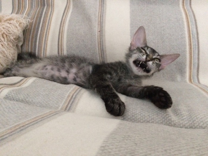 Котовторник  31.07.2018