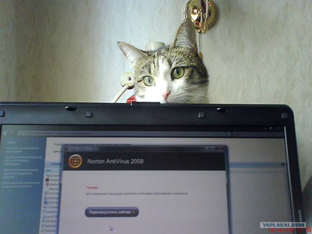 Котовторник на 07.07.2009