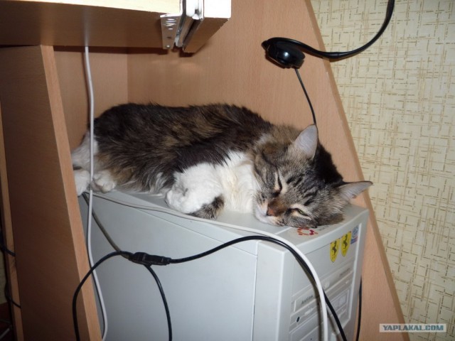 Сонное царство