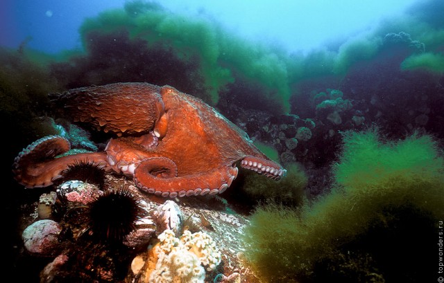 Встречи c гигантским тихоокеанским осьминогом