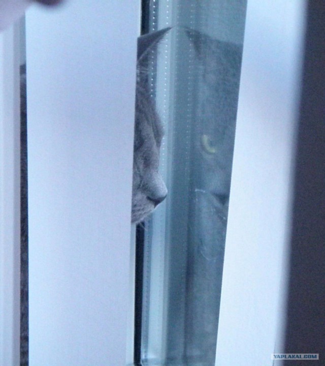Котовторник уже сегодня!