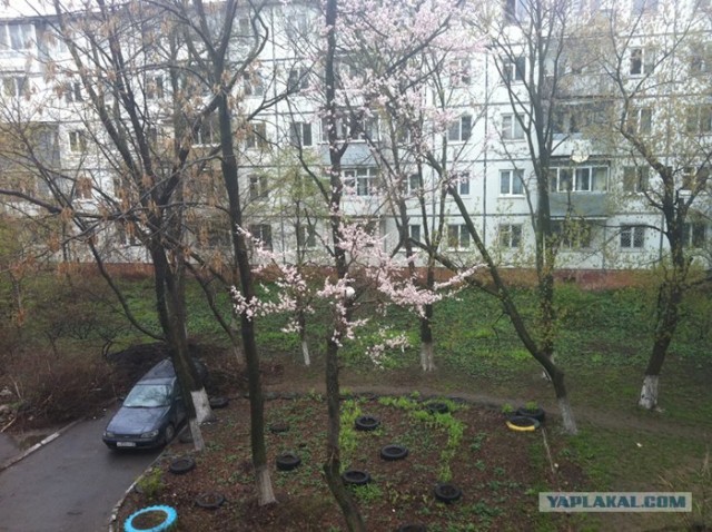Котовторник  07.06.11