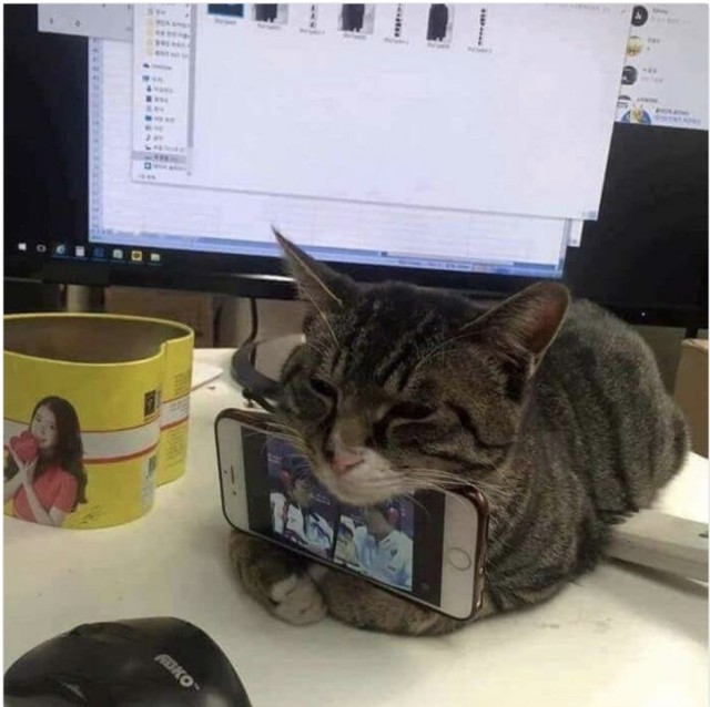 Прикольных котов пост