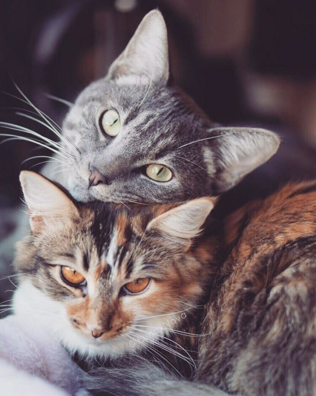 Прикольных котов пост