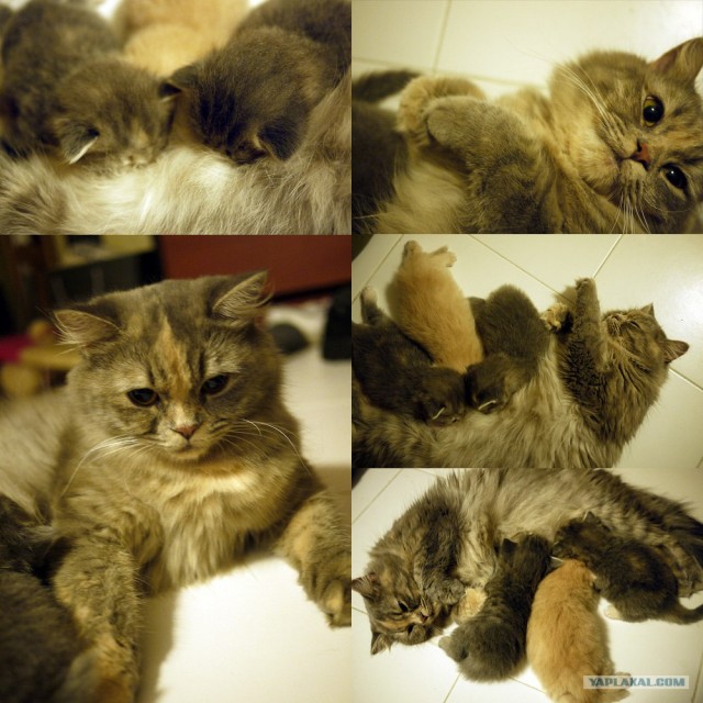 Ну и где ваш котовторник?