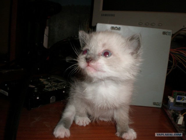 Котовторник 13.12.11 - магическе числа